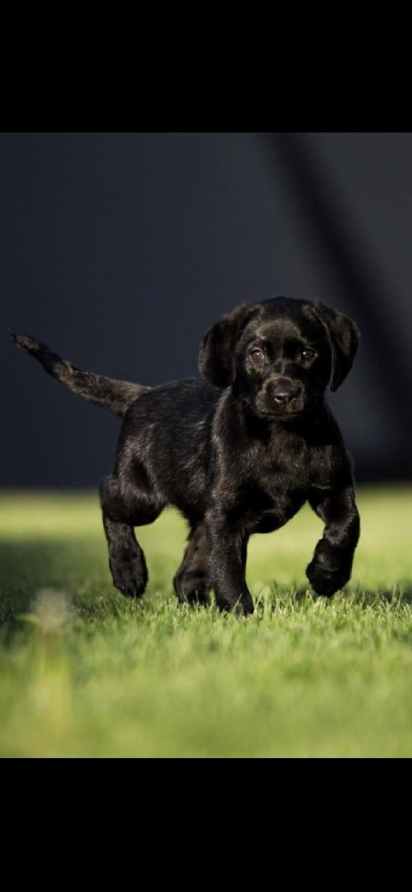 Featured Gun Dog Ad of the Day