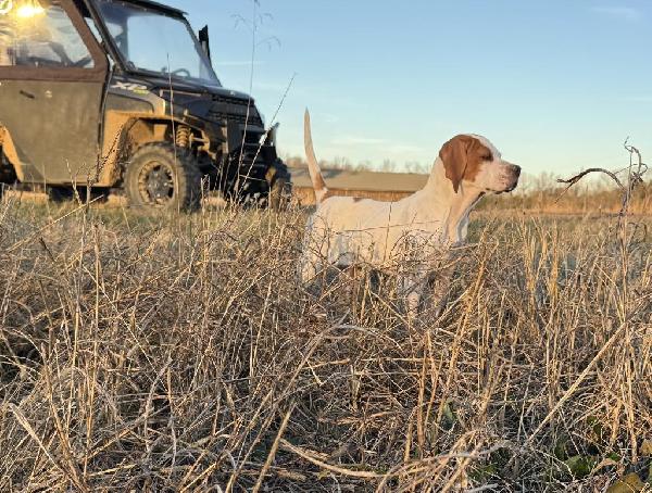 Gundog Central turns 20!