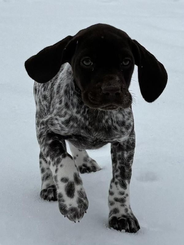 Featured Gun Dog Ad of the Day