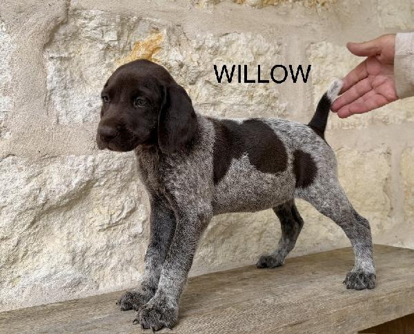 Featured Gun Dog Ad of the Day