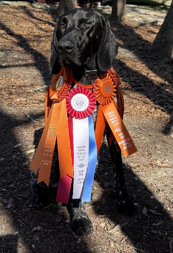 Featured Gun Dog Ad of the Day