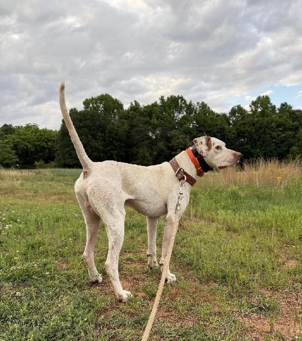 Featured Gun Dog Ad of the Day