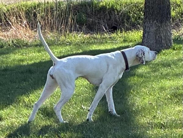 Featured Gun Dog Ad of the Day