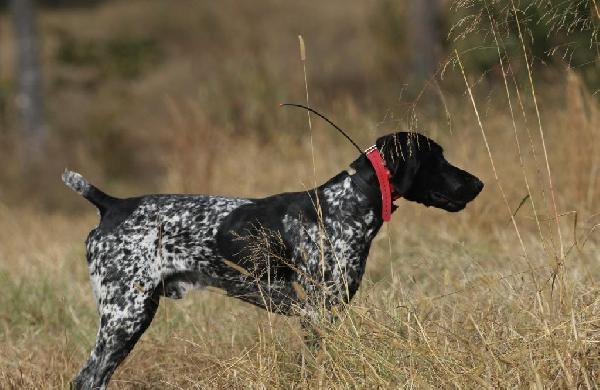 Featured Gun Dog Ad of the Day