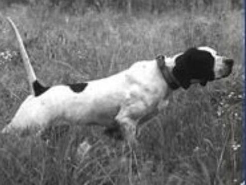 Featured Gun Dog Ad of the Day