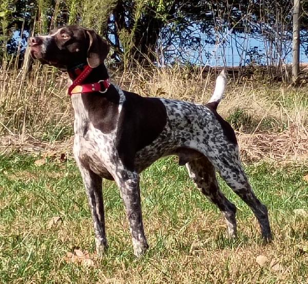 Featured Gun Dog Ad of the Day