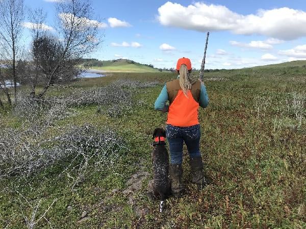 Upcoming Formal Pointing Dog Training Class