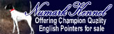 Numark Kennel - Numark Kennel is known for the quality of it's fine Elhew Pointers, both for hunting and show.