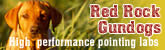 Red Rock Gundogs - Breeding of high quality performance pointing labs