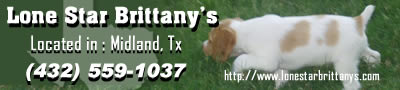 Lone Star Brittanys