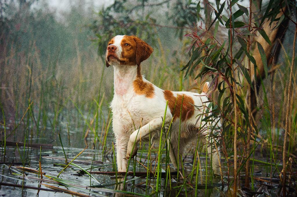 American Brittany American Brittany