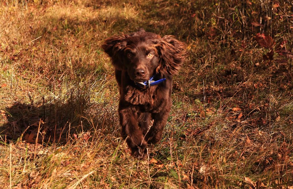 Boykin Spaniels Boykin Spaniels