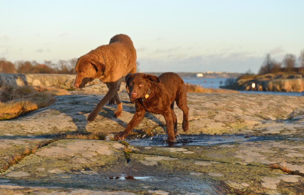 Chesapeake Bay Retriever Chesapeake Bay Retriever