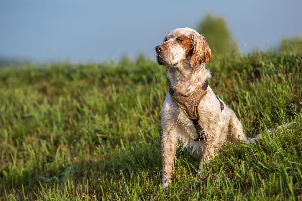 English Setter English Setter