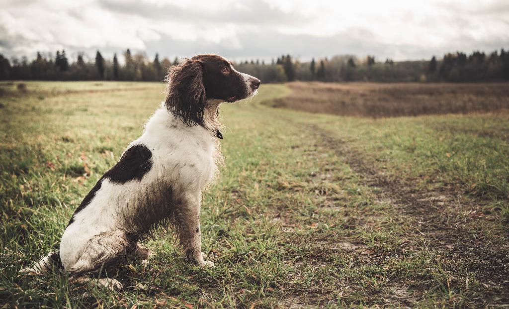 English Springer Spaniel English Springer Spaniel