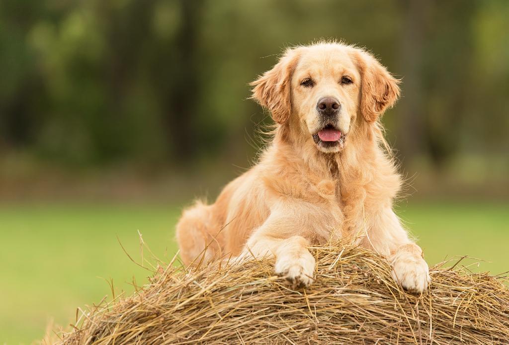 Golden Retriever Golden Retriever