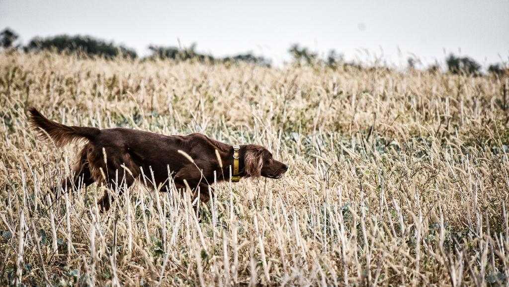 Irish Setter Irish Setter