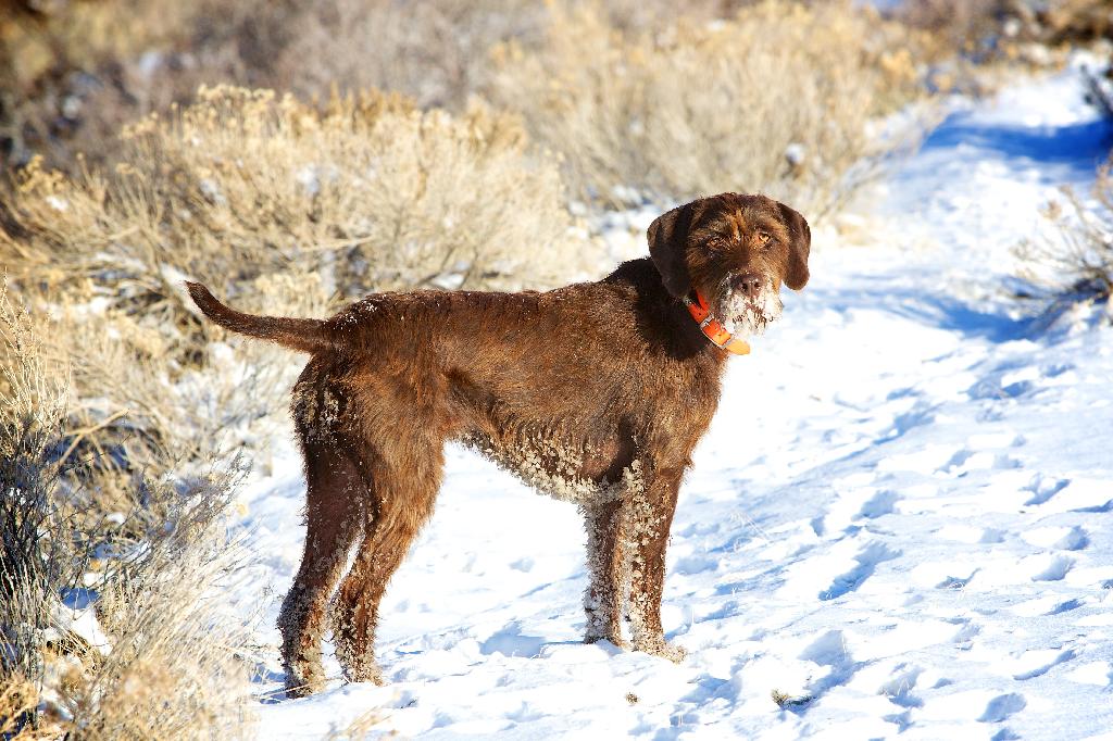 Pudelpointer Pudelpointer