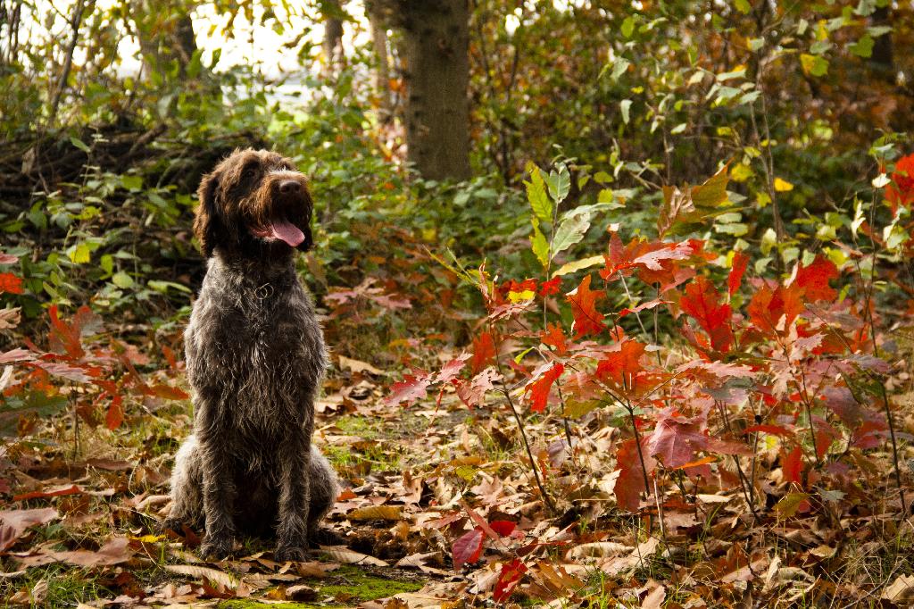 Wirehaired Pointing Griffon Wirehaired Pointing Griffon