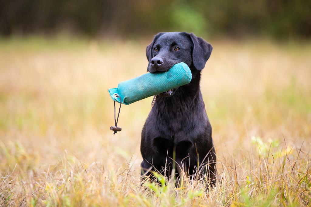Labrador Retriever Labrador Retriever