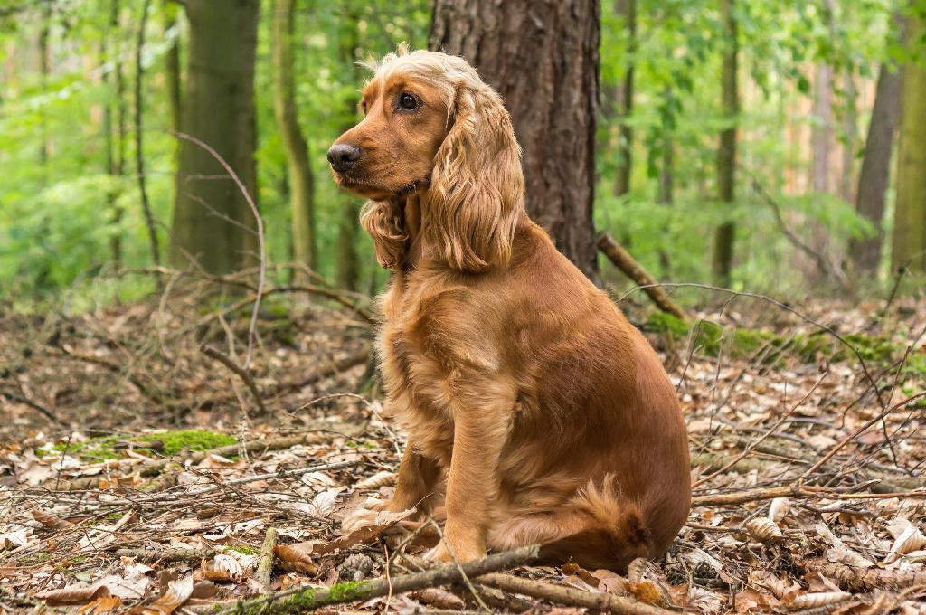 English Cocker Spaniel English Cocker Spaniel