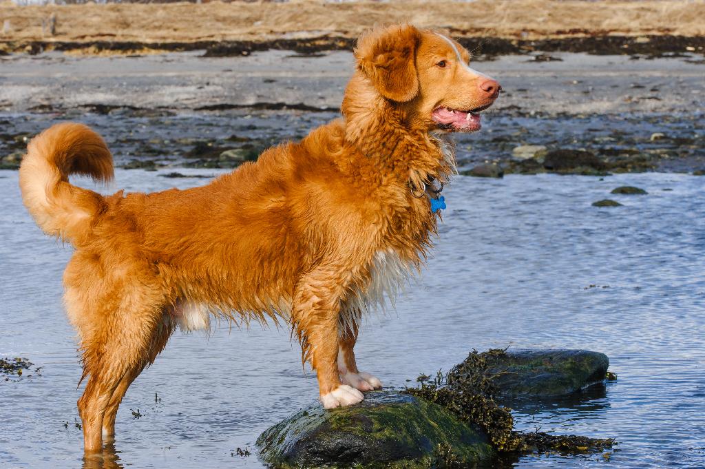 Nova Scotia Duck-Tolling Retriever Nova Scotia Duck-Tolling Retriever
