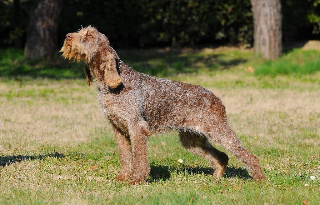 Spinone Italiano Spinone Italiano