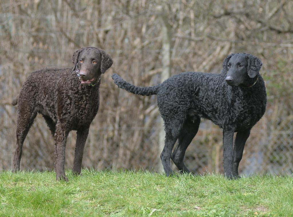 Curly Coated Retriever Curly Coated Retriever