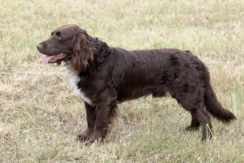 Deutscher Wachtelhund Deutscher Wachtelhund