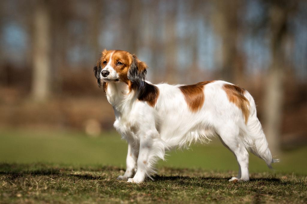 Kooikerhondje Kooikerhondje