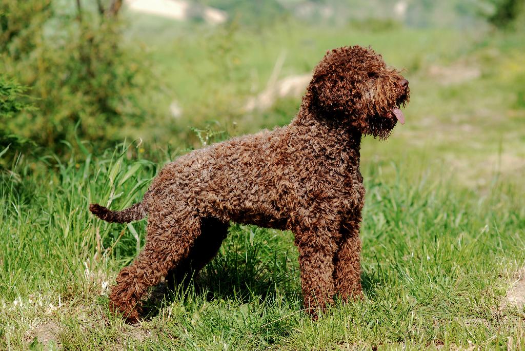 Lagotto Romagnolo Lagotto Romagnolo