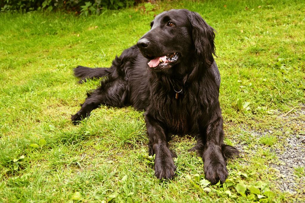 Flat Coated Retriever Flat Coated Retriever