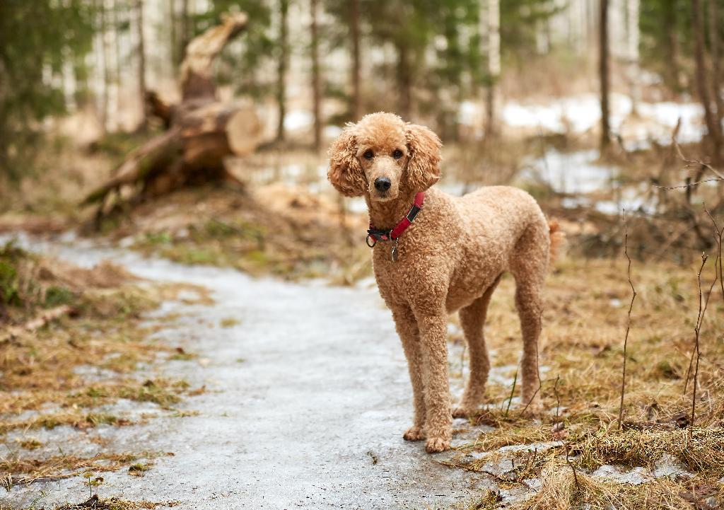 Poodle Poodle