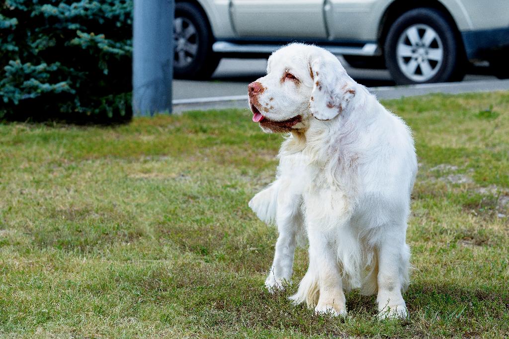 Clumber Spaniel Clumber Spaniel