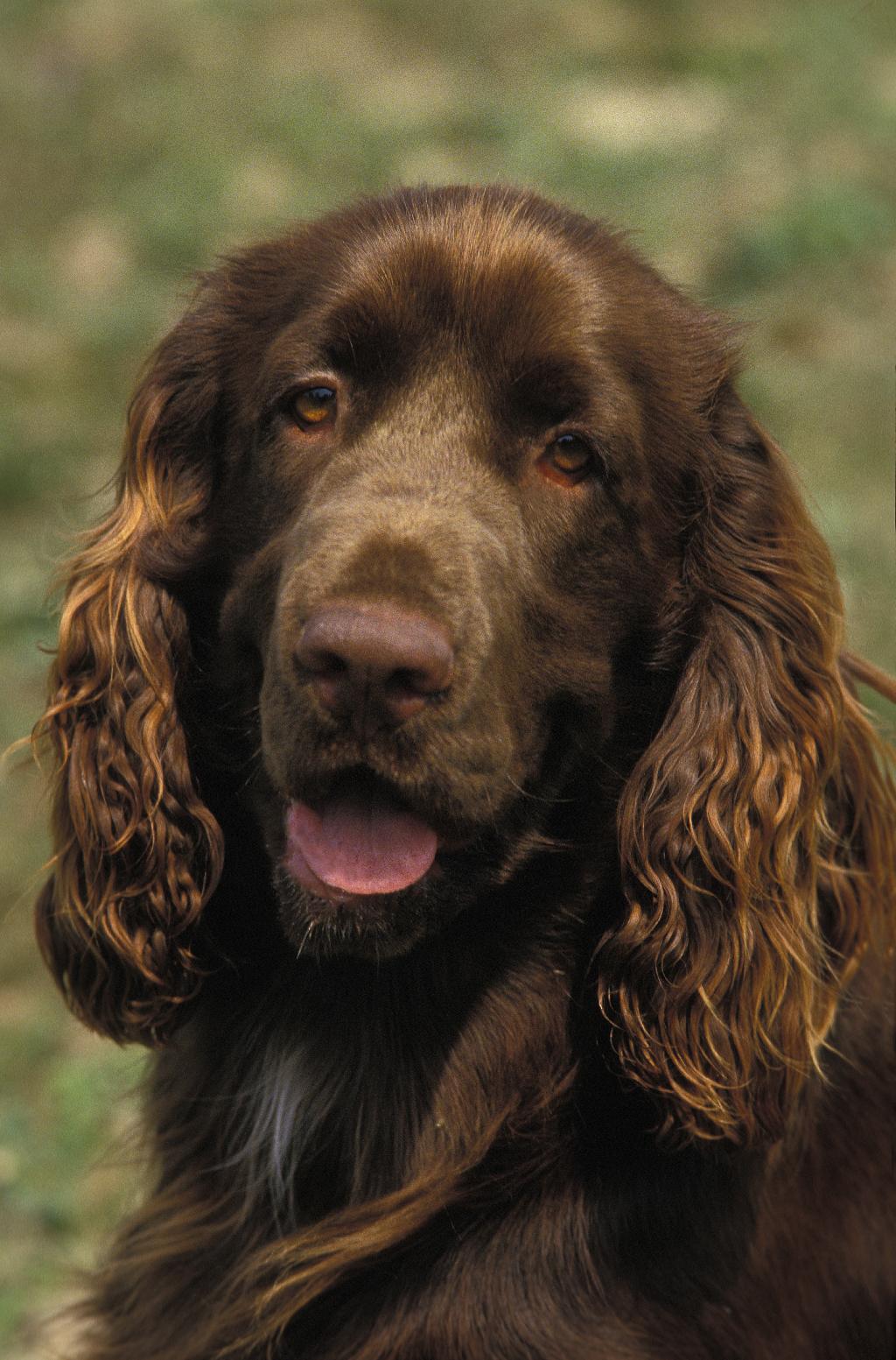 Field Spaniel Field Spaniel