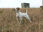 Pinehill Phantom Miss Gold
