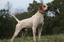 Pinehill Elhew Duke