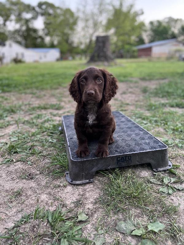 JEFFS JAMMIN JET English Cocker Spaniel