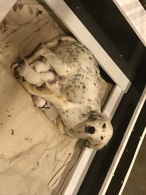AMERICAN FIELD ENGLISH SETTERS English Setter