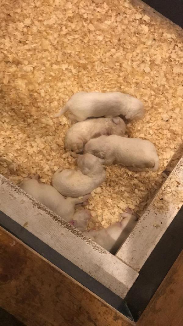 AMERICAN FIELD ENGLISH SETTER PUPPIES English Setter