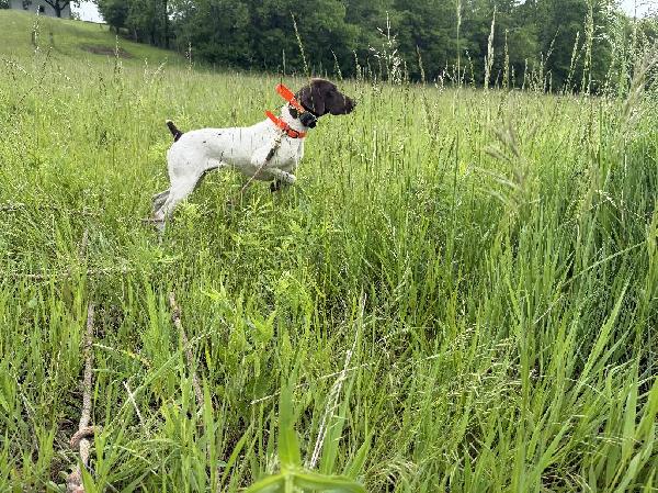 GERMAN SHORTHAIRED POINTER FEMALE German Shorthaired Pointer