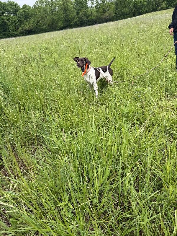 GERMAN SHORTHAIRED POINTER MALE German Shorthaired Pointer
