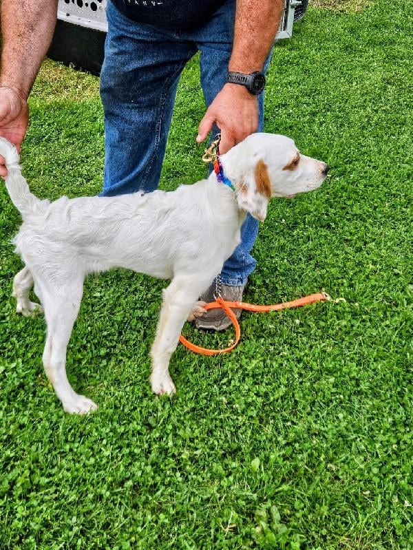 STARTED ENGLISH SETTER English Setter