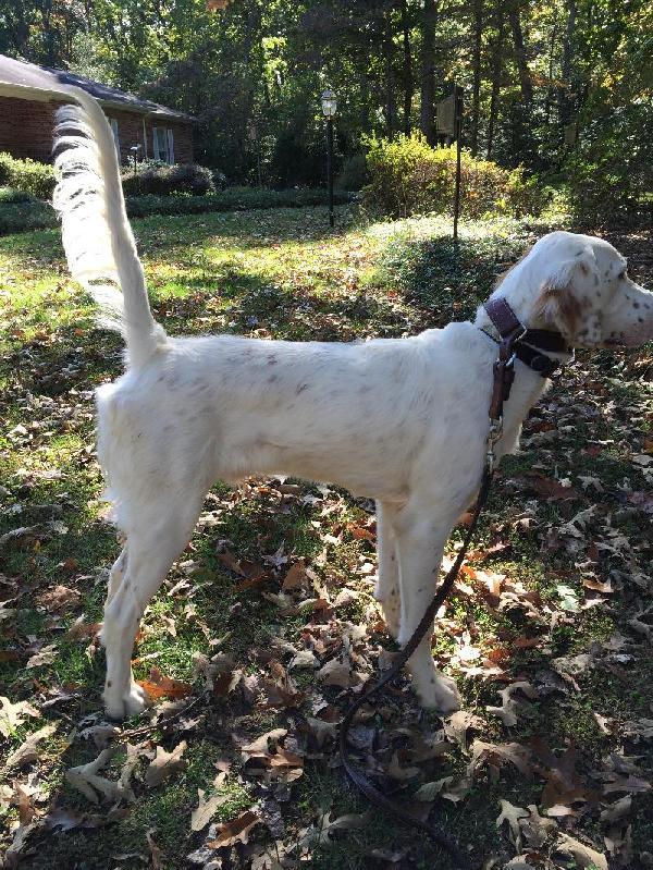 ENGLISH SETTER PUP FOR SALE