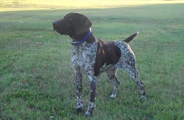 3 YEAR OLD FEMALE German Shorthaired Pointer