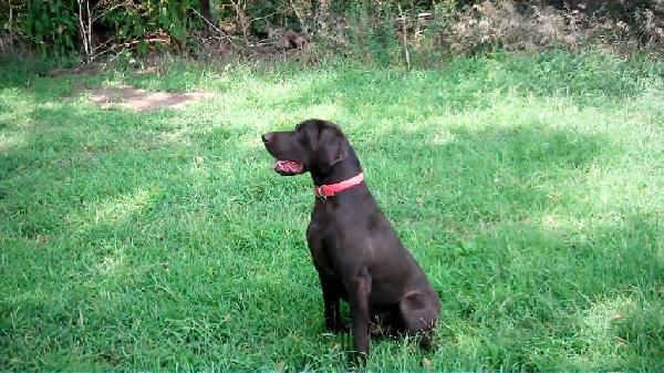 4 YEAR OLD WESTWIND MALE German Shorthaired Pointer