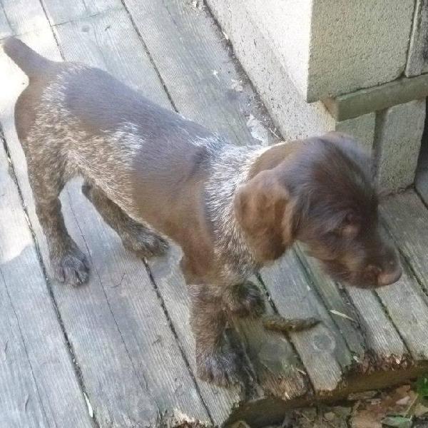 wirehaired pointing griffon puppies for sale wirehaired pointing griffon puppies for sale ad 68167 breeds picture wirehaired pointing griffon puppies for sale wirehaired pointing griffon puppies for sale ad 68167 breeds picture