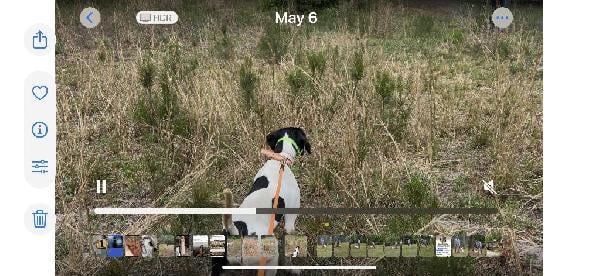 STARTED 3YR OLD POINTER MALE WHT/BLK $600 English Pointer