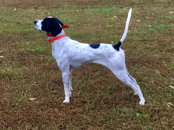VON’S ELHEW ACE FOR STUD English Pointer