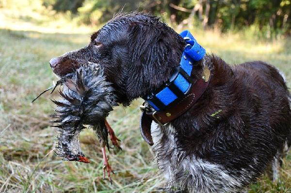 QUALITY GUN DOG American Brittany
